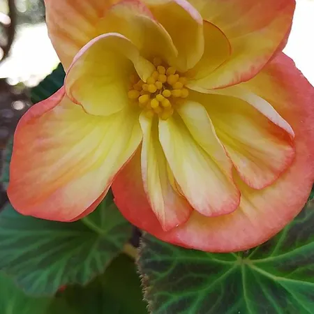 Les Roulottes Vesta Semesterbostad