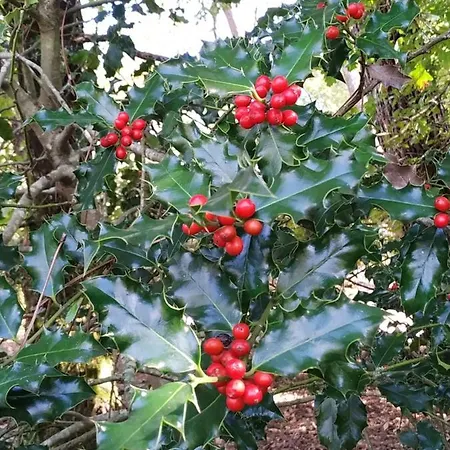 Les Roulottes Vesta * Léognan