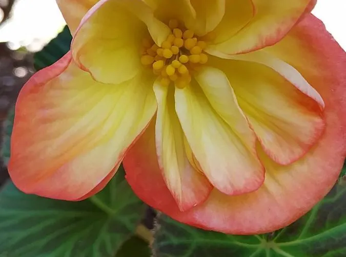 Les Roulottes Vesta Ferienhaus