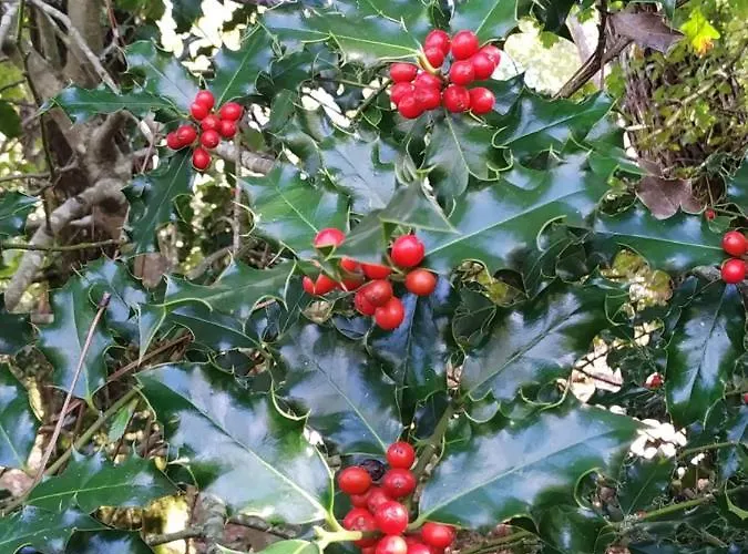 Les Roulottes Vesta * Léognan